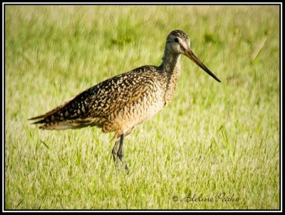 Marbled Godwit