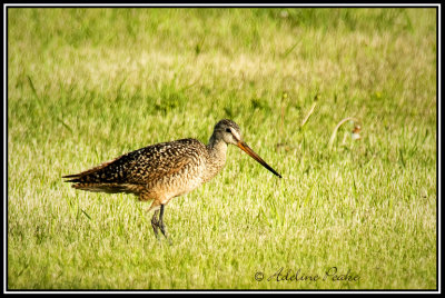 Marbled Godwit