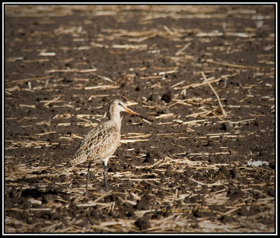 Marbled Godwit