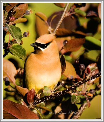 Cedar Waxwing