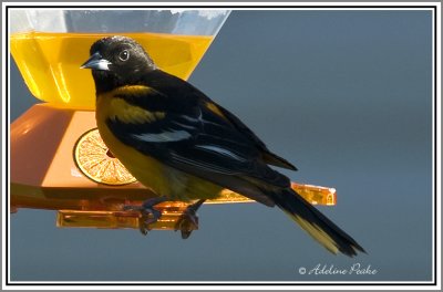 Baltimore Oriole