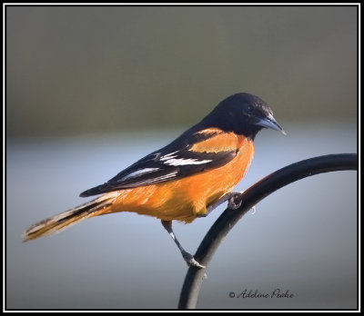 Baltimore Oriole