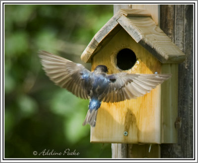 fledgling_tree_swallows