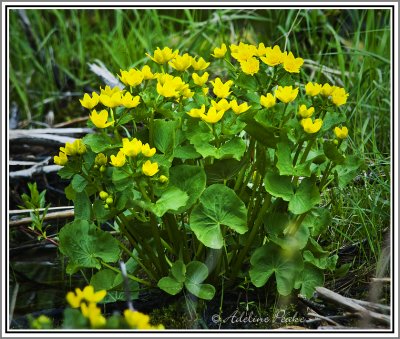Marsh Marigold