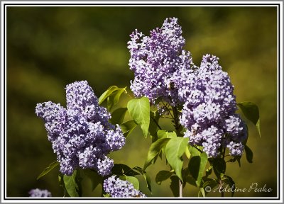 Lilac