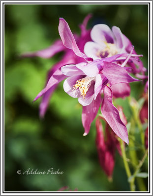 Pink Columbine