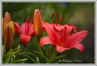 Garden Tiger Lilies