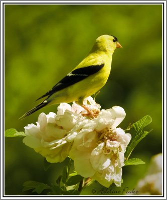 American Goldfinch