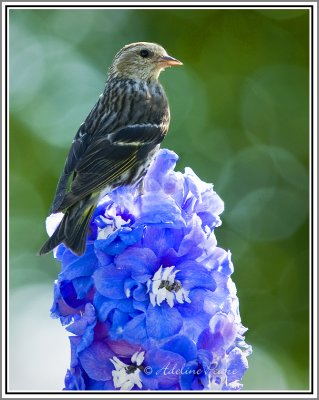 Pine Siskin