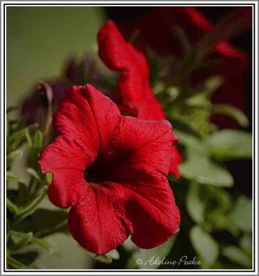 Petunia