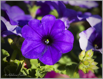 Petunia