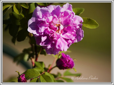 Rose