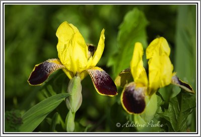 Yellow Irises