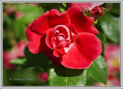 Rose