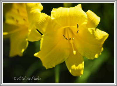 Stella-d'oro Daylilies