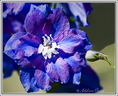 Delphinium
