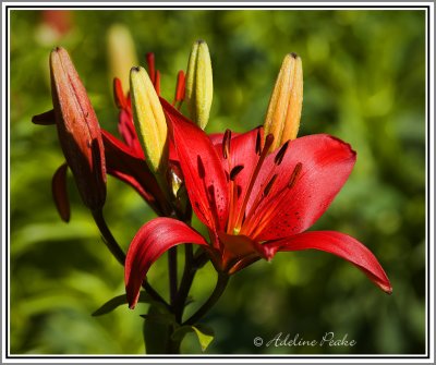 Garden Tiger Lilies