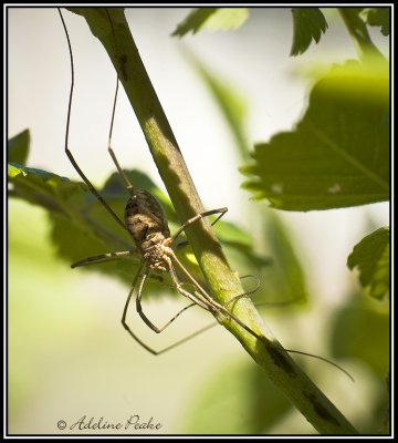 Spider?