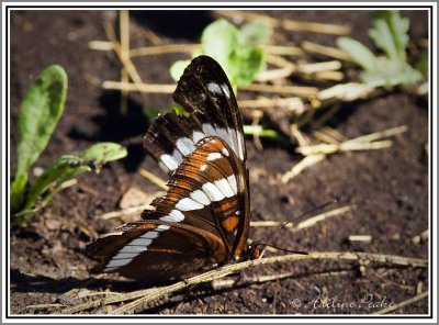 Weidemeyer's Admiral Butterfly