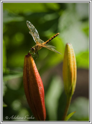 Dragonfly