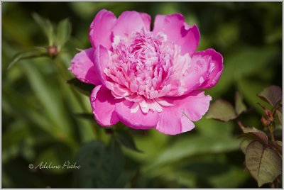 Peony