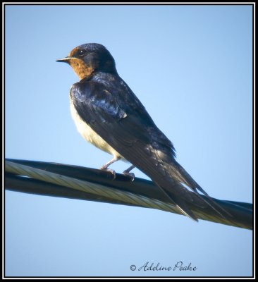 Female Barn Swallow