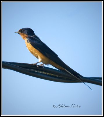 Male barn Swallow