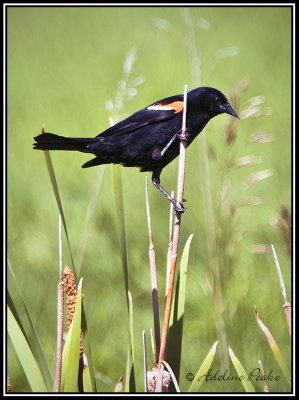Male  Red Winged Blackbird