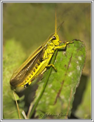 Grasshopper