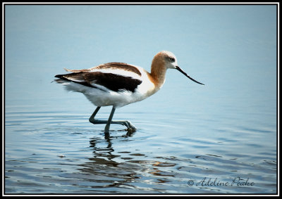 American Avocet