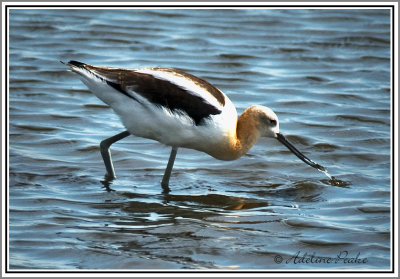 American Avocet