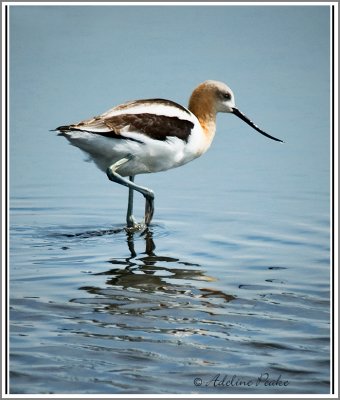 American Avocet