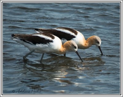 American Avocets