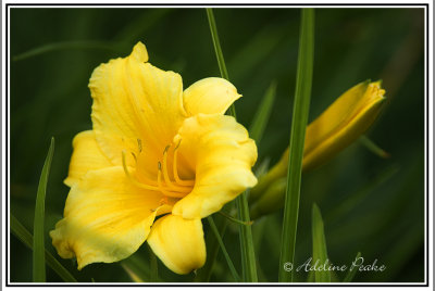 Stella d'oro Day Lily