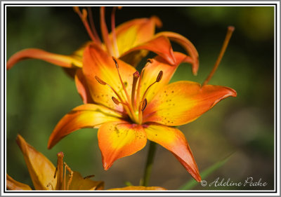 Lilies