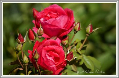 Roses