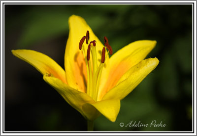 Lily