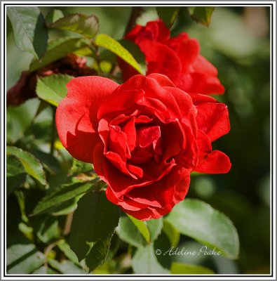 Red Rose