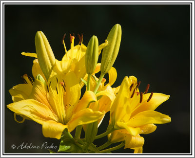 Lilies