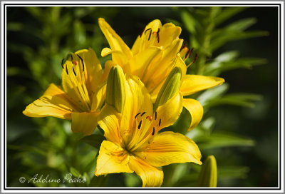 Lilies