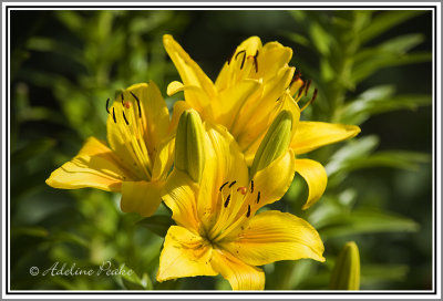 Lilies
