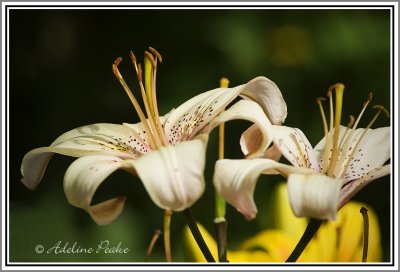 Lilies