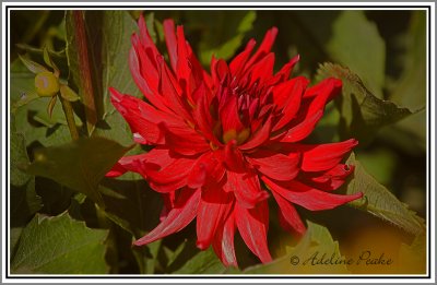 Dahlia