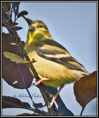 Femle American Goldfinch? (Fall)