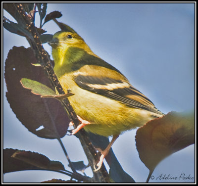 Female  Amercan Goldfinch