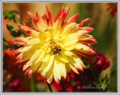 Dahlia