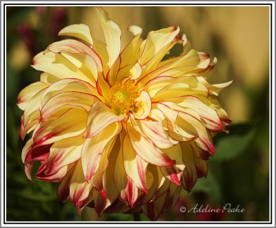 Dahlia