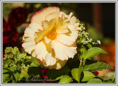 Dahlia