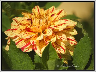 Dahlia