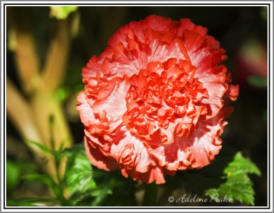 Dahlia